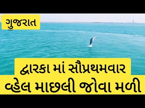 દ્વારકા માં પેહલી વાર વ્હેલ માછલીઓ જોવા મળી l #dwarka #dwarkadhish #fish