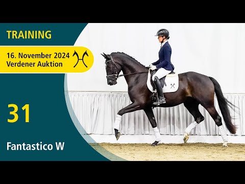 No. 31 Fantastico W by Fantastic - Livaldon | Training - Verden Auction Online - November, 16th