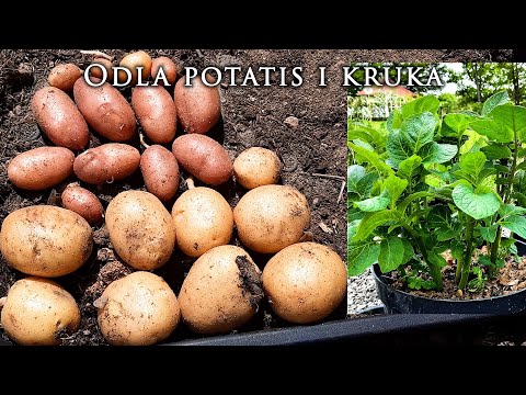 , title : 'Odla potatis i 10-liters kruka med sandjord, gödsling, sättning, vattna och när skörda potatisen.'