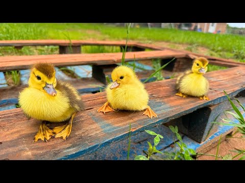 Cutest baby ducks Hatched