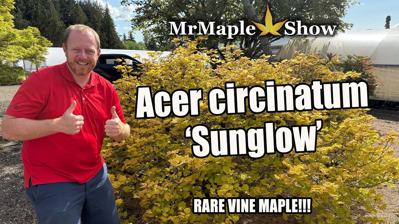 Acer circinatum 'Sunglow' Rare Vine Maple Cultivar Highlight