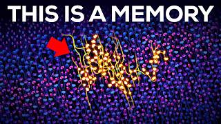 How Is a Memory Stored Inside Your Squishy Brain?