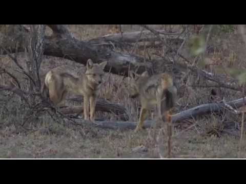 SouthAfricaDjAraCpPMSafariLIVE 15 Aug 2016 The side-striped jackal