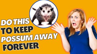 How To Scare Possums Away From Your House?? Easiest Ways