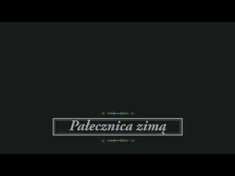Pałecznica zimą