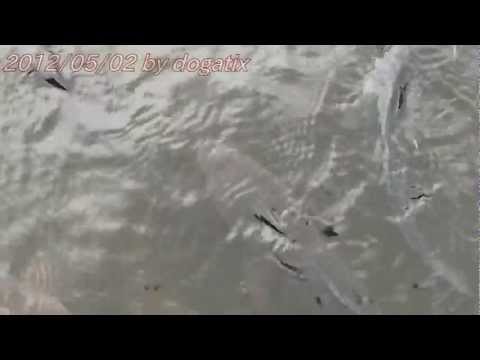 鯉の池 – 日本庭園の生きた宝石  庭園