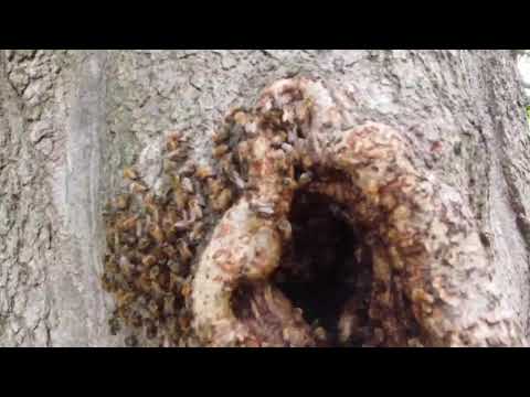 Honey Bees: An Important Part of Nature