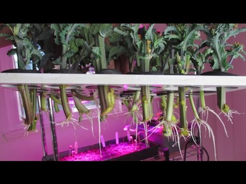 Aeroponics Cloner Update! Propagate Plants Fast & Easy From Cuttings!