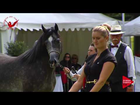 N.39 TA KAFIZ - Scandinavian Open Championship 2017 - Colts 2 Years old (Class 7)