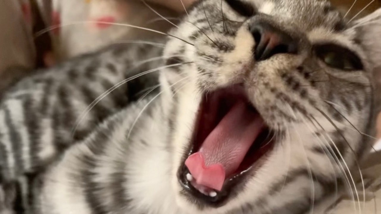 お膝の上で大あくび しーちゃん