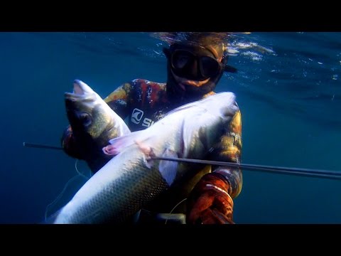 Lubinas y Dentones en el norte, Asturias 2015