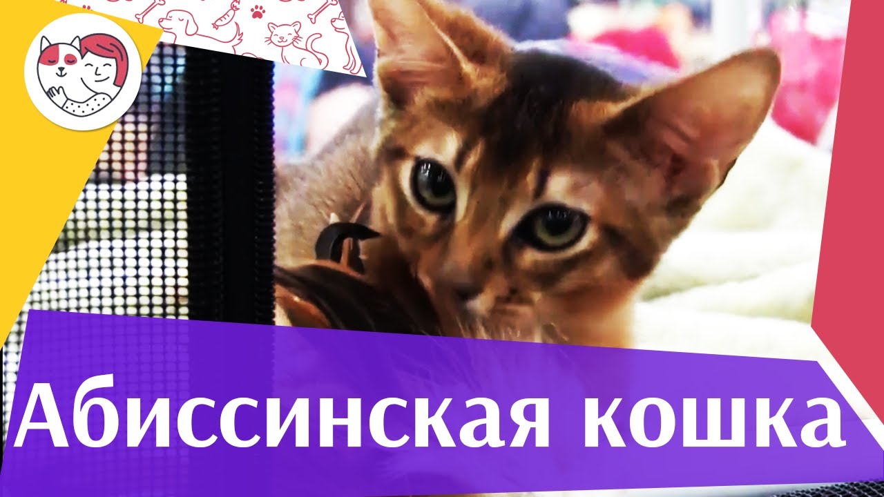 5 особенностей ухода за золотистым ретривером