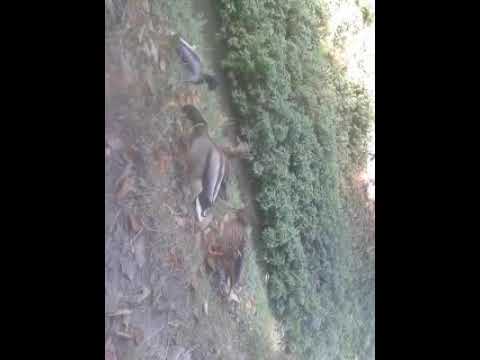 Ducks, lots of ducks / Sok kacsa