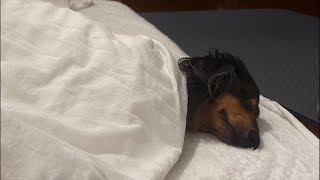ネルくんとパパのゲリライブ🐶 | 作業や勉強、睡眠のおともに | 犬のいる暮らし