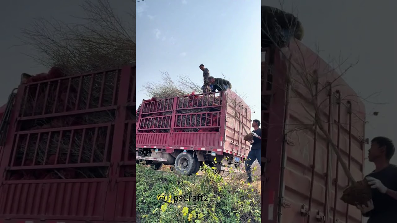 🌳Busy with transplanting large pomegranate saplings