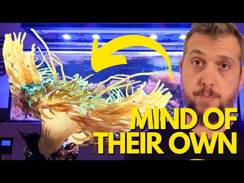 Bubble Tip Anemones Just Do What They Want in The Reef Tank!