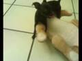 SEX DOG XXX