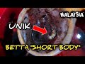 IKAN LAGA UNIK BETTA SHORT BODY