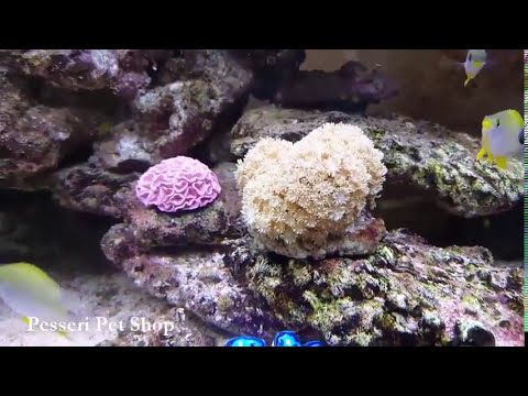 Ryan Blyth X After 6 ft. Luther Soul - Special [Remix Music Video]