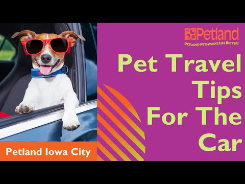 Preparing Your Pets For Travel