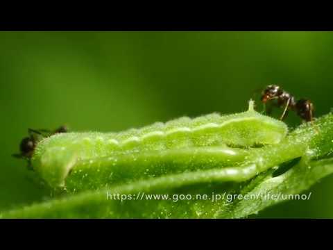 アサマシジミの幼虫とアリ　Lycaeides subsolana