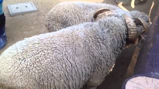 sheep 角がぐるんぐるんのヒツジ 羊