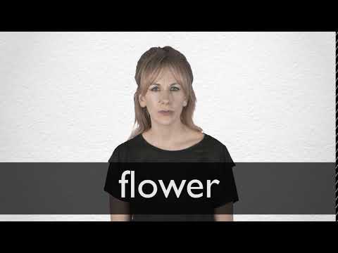 How to pronounce FLOWER in British English