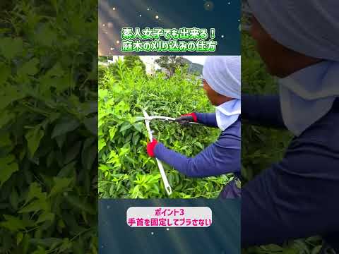 santolina-chamaecyparissus-petit-cyprès-plante-aromatique-médicinale