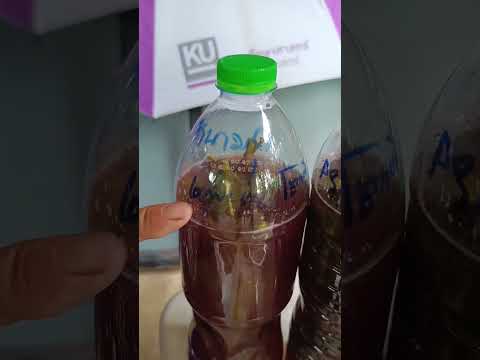 #ทองหลางน้ำก้านแดง🌿พืชมหัศจรรย์ #สวนโชคสมบูรณ์เกษตรอินทรีย์