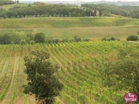 Felsina Harvest l Wine Spectator