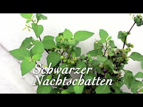 Kraut der Woche mit Jürgen Feder: Schwarzer Nachtschatten | SWR Fernsehen