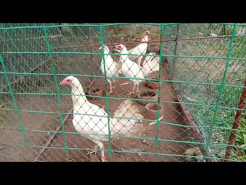 white claret pullets....