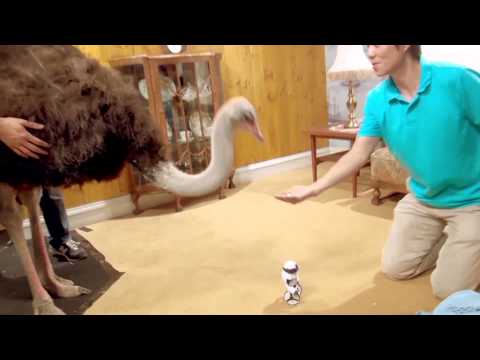 Heｌｌo!Mip（ハローミップ） TV-CMメイキング映像！ダチョウが買ってきた篇　