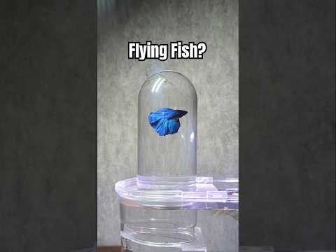 Inverted Aquarium for Betta Fish #animal #aquarium #fish #bettafish