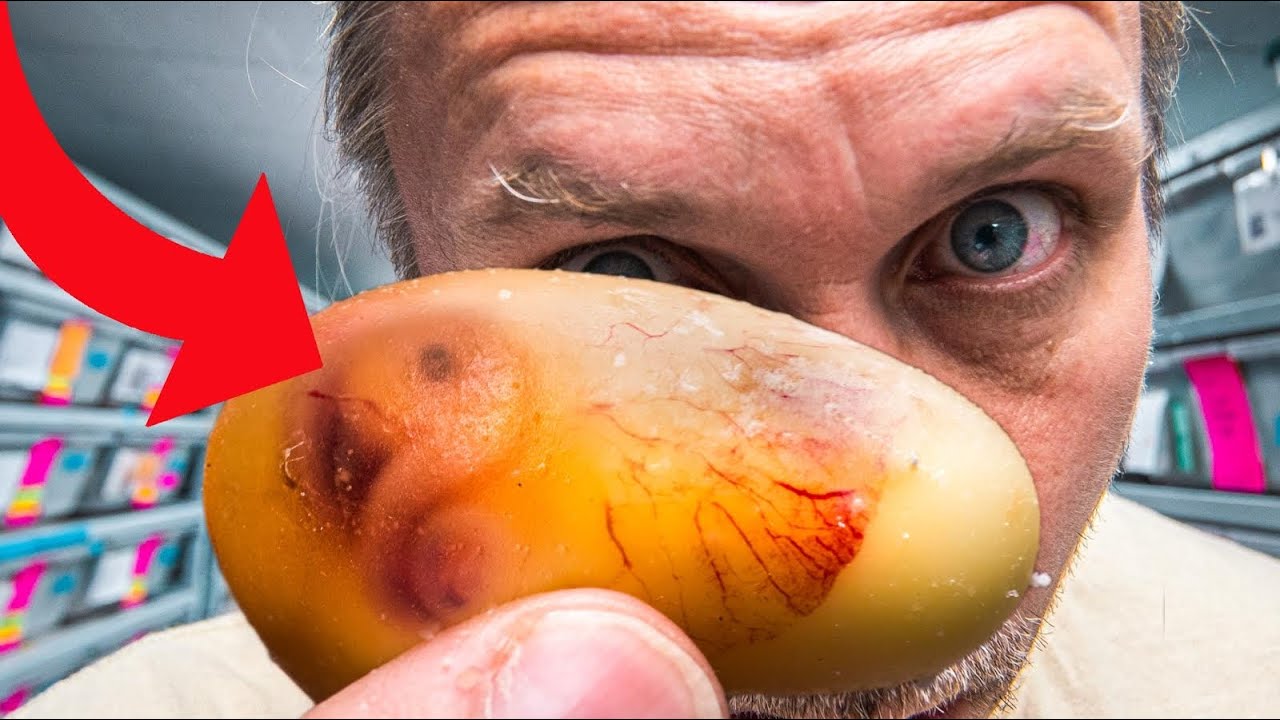 TRANSPARENT SNAKE EGGS LAID!! CAN SEE BABY SNAKE EMBYRO!! TIME LAPS MY ANACONDA!! | BRIAN BARCZYK