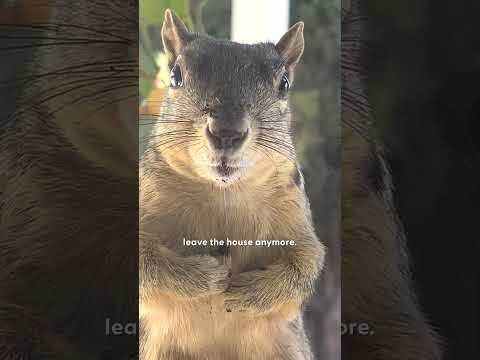 Squirrel Won't Let Woman Leave Her Home | The Dodo