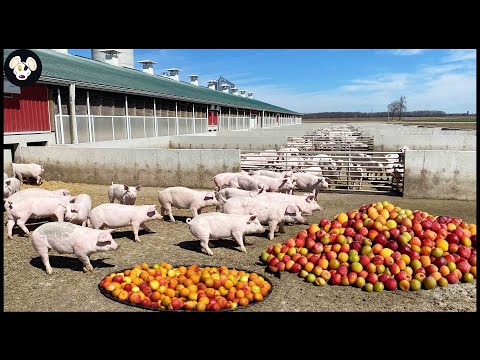 Organic Pig Farming - Fruit-Eating Pig Farm Model For Delicious Meat