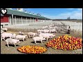 Organic Pig Farming Fruit Eating Pig Farm Model For Delicious Meat