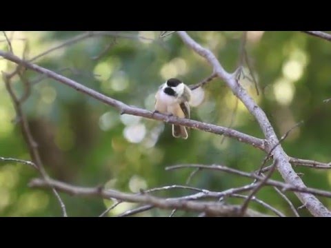 Black-capped Chickadees at a feeder