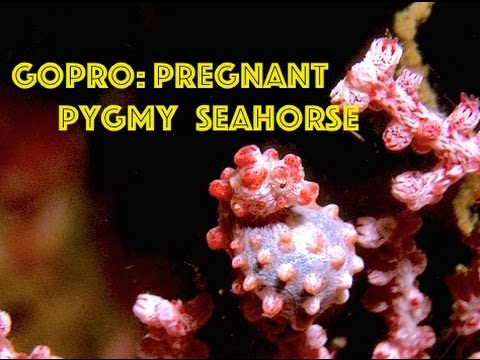 iSaw A3 Extreme HD Pygmy Seahorse, Underwater Scuba Test (Indonesia) by Freedom Divers Phuket