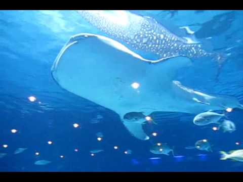 Catfish Blues at the Georgia Aquarium