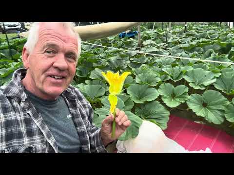 Growing Giant Pumpkins 🎃 Tips for Beginners 