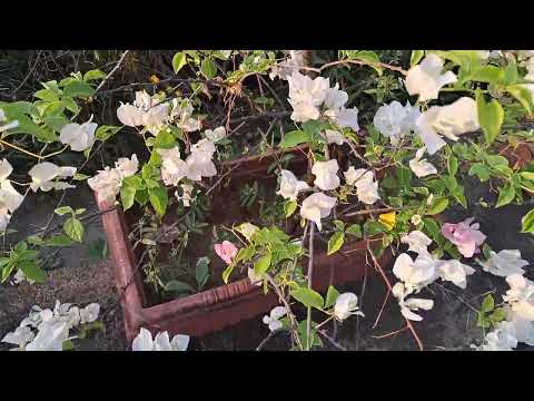 White Bougainvillea#Pandhara Bongan el#Garden#Flowers#