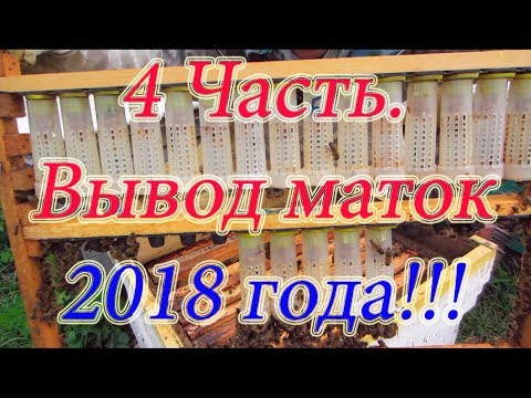 4 Часть ВЫВОД МАТОК 2018 г  ОДЕВАЕМ ЗАЩИТНЫЕ КОЛПАЧКИ НА МАТОЧНИКИ, ВЫХОД И МЕЧЕНИЕ МАТОК🔥🔥