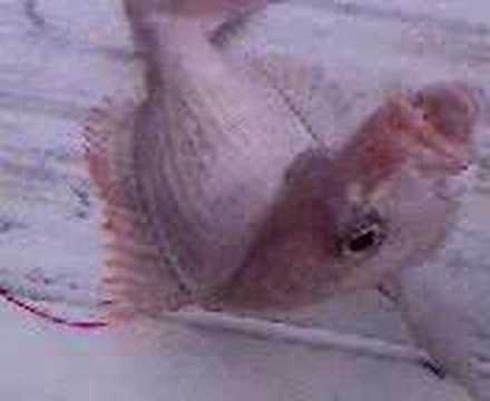 behçet abi yalıkavakta