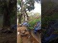 ആന പ്ലാവിൽ കയറി ചക്ക ഇടുന്നത് കണ്ടിട്ടുണ്ടോelephant plucking jackfruit