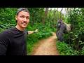 5 Hours With Wild Mountain Gorillas World S Best Wildlife Encounter