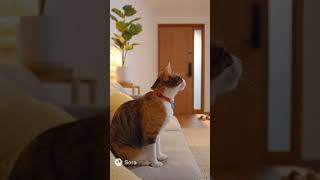 家族の帰りを待つ猫