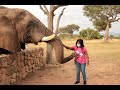 A Coming Together of Elephants & Carers This World Health Day