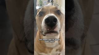 Download lagu FUNNY DOG VIDEO: This Dude’s Got More Drama Than Reality TV😂 #shorts #dog #puppy #dogs #viralshorts mp3